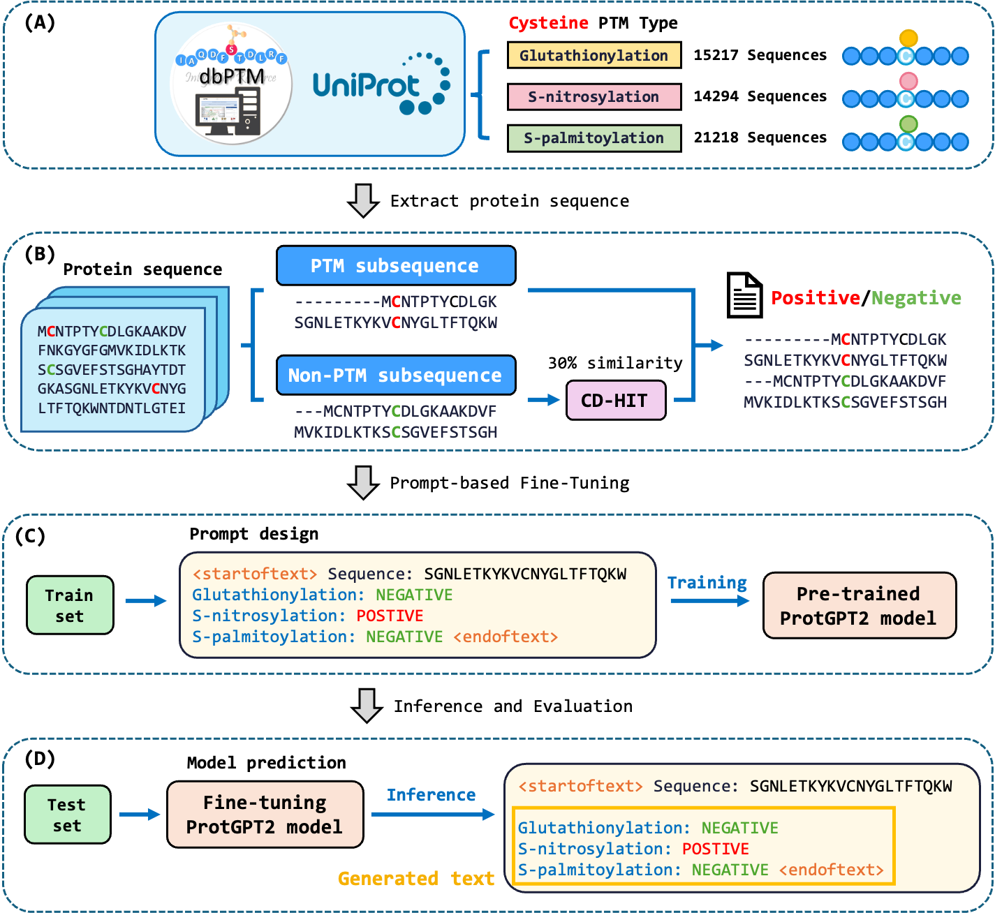 CysPTM-GPT Training Workflow