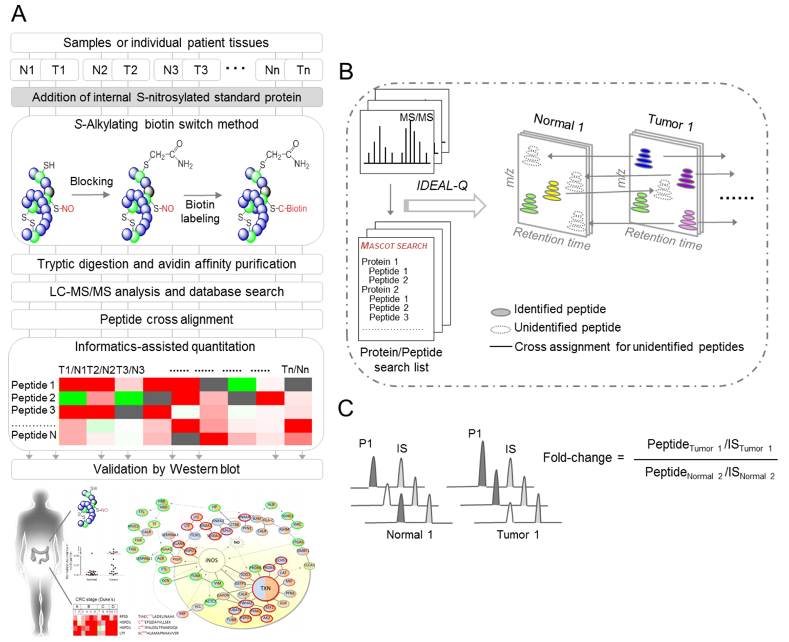 Workflow of label-free quantitative S-nitrosoproteomics in colorectal cancer tissues
