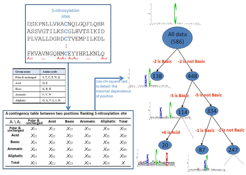 Computational framework of SNOSite for predicting S-nitrosylation sites