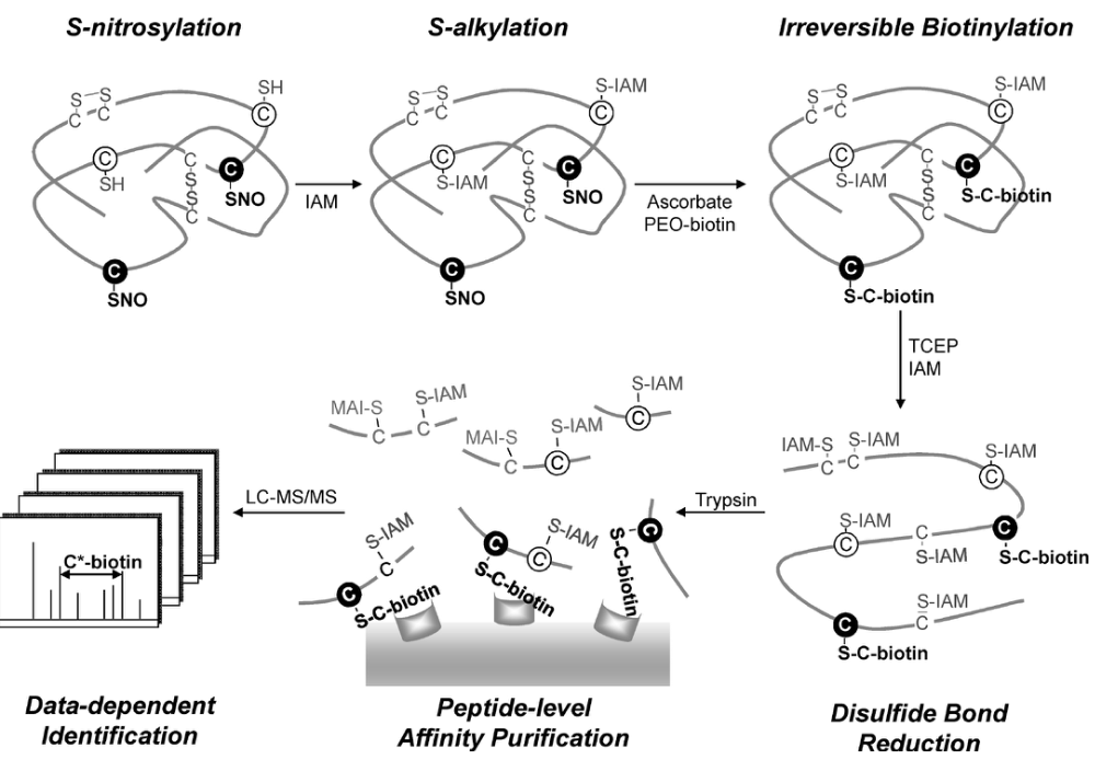 Biotin switch-based workflow for site-specific identification of S-nitrosylated cysteines